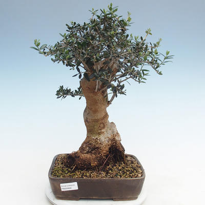Indoor bonsai - Olea europaea sylvestris -Oliva European small leaf PB220628 - 1