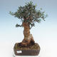 Indoor bonsai - Olea europaea sylvestris -Oliva European small leaf PB220628 - 1/5