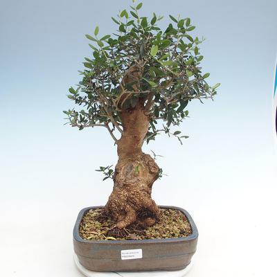 Indoor bonsai - Olea europaea sylvestris -Oliva European small leaf PB220629 - 1