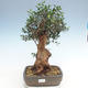 Indoor bonsai - Olea europaea sylvestris -Oliva European small leaf PB220629 - 1/5