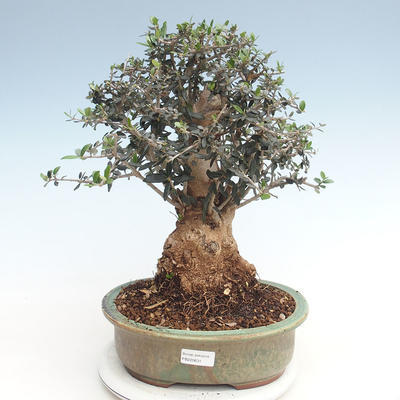 Indoor bonsai - Olea europaea sylvestris -Oliva European small leaf PB220631 - 1