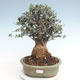 Indoor bonsai - Olea europaea sylvestris -Oliva European small leaf PB220631 - 1/5
