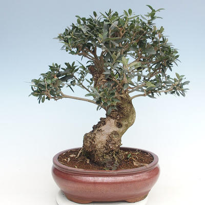 Indoor bonsai - Olea europaea sylvestris -Oliva European small leaf PB220635 - 1