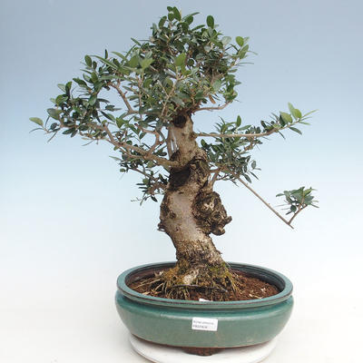 Indoor bonsai - Olea europaea sylvestris -Oliva European small leaf PB220636 - 1