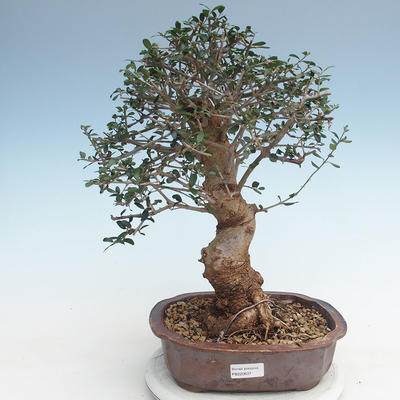 Indoor bonsai - Olea europaea sylvestris -Oliva European small leaf PB220637 - 1