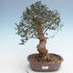 Indoor bonsai - Olea europaea sylvestris -Oliva European small leaf PB220637 - 1/5