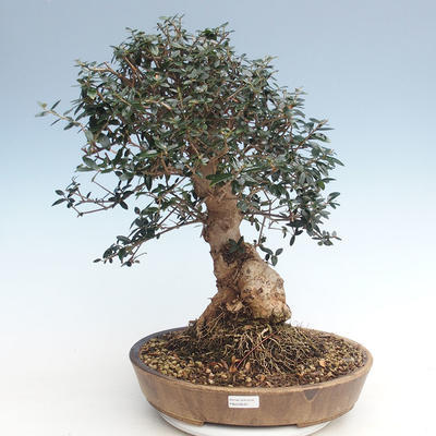 Indoor bonsai - Olea europaea sylvestris -Oliva European small leaf PB220639 - 1