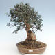 Indoor bonsai - Olea europaea sylvestris -Oliva European small leaf PB220639 - 1/5