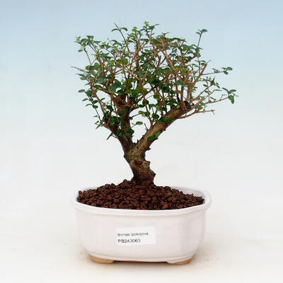 Indoor bonsai -Ligustrum retusa - small-leaved bird's beak - 1