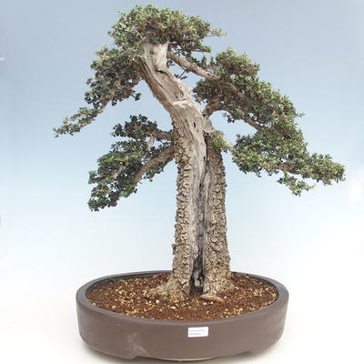 Indoor bonsai - Olea europaea sylvestris -Oliva European small leaf PB220640 - 1