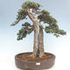 Indoor bonsai - Olea europaea sylvestris -Oliva European small leaf PB220640 - 1/7
