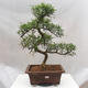Room bonsai - Zantoxylum piperitum - Pepřovník - 1/5