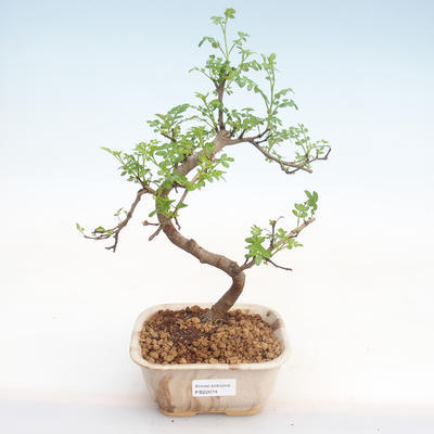 Indoor bonsai - Zantoxylum piperitum - Pepper tree PB22074 - 1