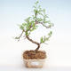 Indoor bonsai - Zantoxylum piperitum - Pepper tree PB22074 - 1/4
