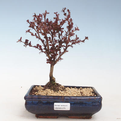Outdoor bonsai - Berberis thunbergii Atropurpureum - Barberry VB2020-275 - 1