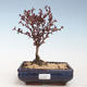 Outdoor bonsai - Berberis thunbergii Atropurpureum - Barberry VB2020-275 - 1/2