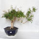 Indoor Bonsai - Australian Cherry - Eugenia uniflora - 1/4