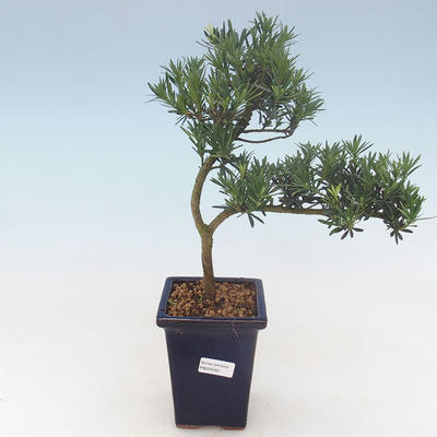 Indoor bonsai - Podocarpus - Stone yew PB220762