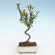 Outdoor bonsai - Malus halliana - Small Apple VB2020-278 - 1/4