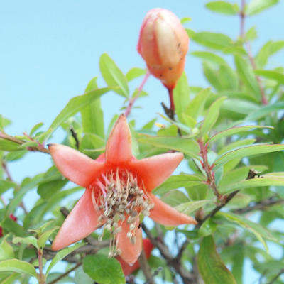Indoor bonsai-PUNICA granatum nana-Pomegranate PB2201078 - 1