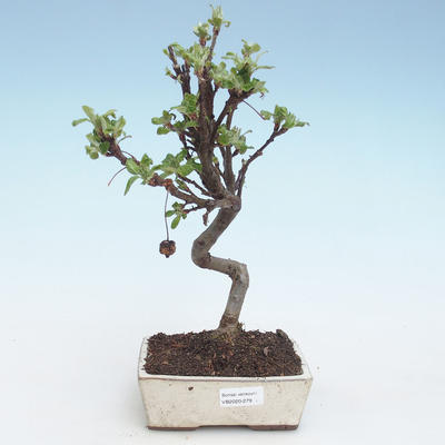 Outdoor bonsai - Malus halliana - Small Apple VB2020-279 - 1