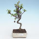 Outdoor bonsai - Malus halliana - Small Apple VB2020-279 - 1/4