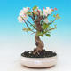 Outdoor bonsai - Malus halliana - Malplate apple tree - 1/5