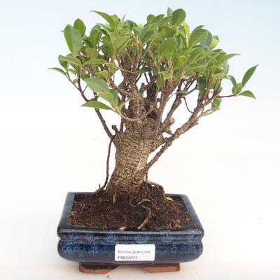 Indoor bonsai - Ficus retusa - small leaf ficus PB22071 - 1