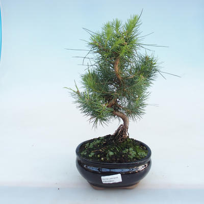 Indoor bonsai-Pinus halepensis-Aleppo pine PB220802