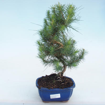 Indoor bonsai-Pinus halepensis-Aleppo pine PB220803