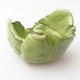 Ceramic Shell 7 x 7 x 5 cm, color green - 1/3
