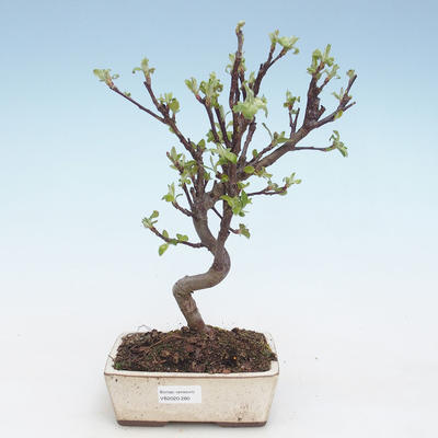 Outdoor bonsai - Malus halliana - Small apple VB2020-280 - 1