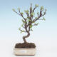Outdoor bonsai - Malus halliana - Small apple VB2020-280 - 1/4