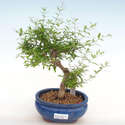 Indoor bonsai-PUNICA granatum nana-Pomegranate PB2201080 - 1