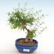 Indoor bonsai-PUNICA granatum nana-Pomegranate PB2201080 - 1/3