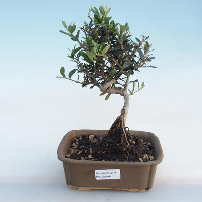 Indoor bonsai - Olea europaea sylvestris - European Small-leaved Olive IV220816 - 1