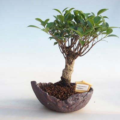 Indoor bonsai - Ficus retusa - small-leaved ficus PB220843 - 1