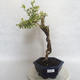 Indoor bonsai - Duranta erecta Variegata - 1/5