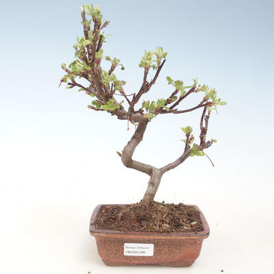 Outdoor bonsai - Malus halliana - Small Apple VB2020-286 - 1