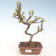 Outdoor bonsai - Malus halliana - Small Apple VB2020-286 - 1/4