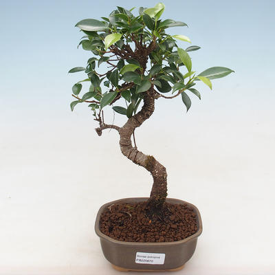 Indoor bonsai - Ficus kimmen - small-leaved ficus PB220870