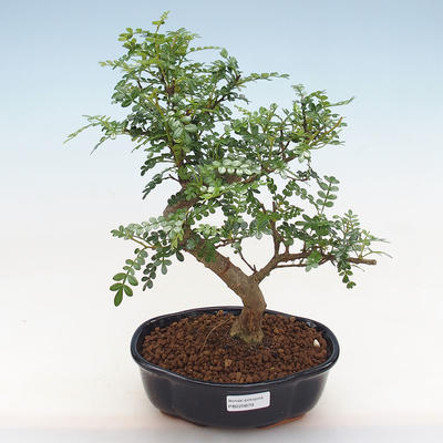 Indoor bonsai - Zantoxylum piperitum - Pepper PB220879 - 1
