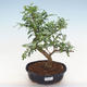 Indoor bonsai - Zantoxylum piperitum - Pepper PB220879 - 1/4