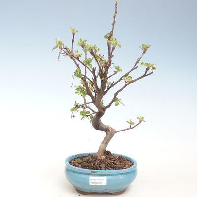 Outdoor bonsai - Malus halliana - Small apple VB2020-288 - 1