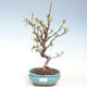 Outdoor bonsai - Malus halliana - Small apple VB2020-288 - 1/4
