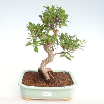 Indoor bonsai - Ficus retusa - small leaf ficus PB22081 - 1
