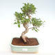 Indoor bonsai - Ficus retusa - small leaf ficus PB22081 - 1/2