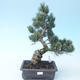 Pinus parviflora - Small-flowered Pine VB2020-118 - 1/3