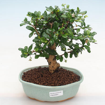 Indoor bonsai - Carmona macrophylla - Fuki tea PB220904 - 1