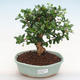 Indoor bonsai - Carmona macrophylla - Fuki tea PB220904 - 1/5